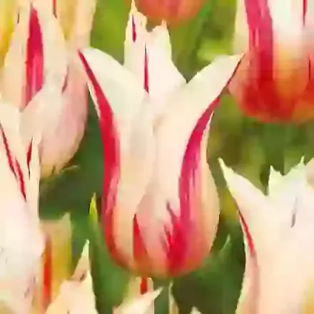 Lily Flowering Tulips